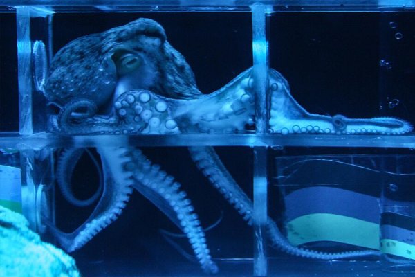 Kraken ссылка зеркало