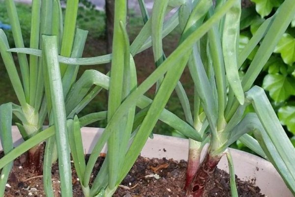 Кракен основная ссылка onion