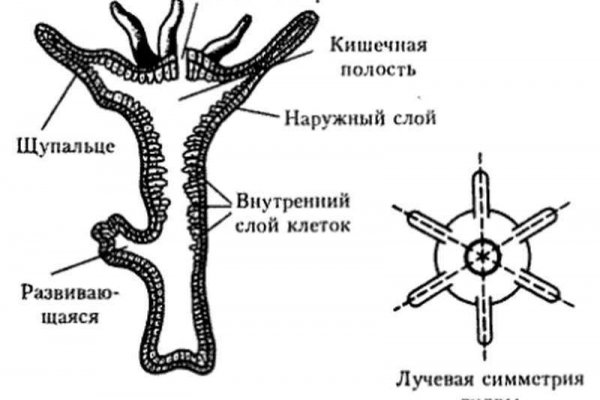 Kra24gl